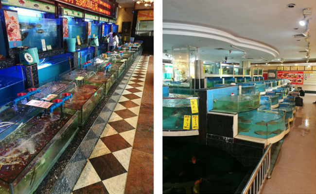 成都廚房設備廠制作海鮮池