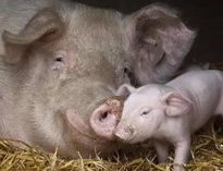 泔水不讓喂豬,舉報(bào)還有獎(jiǎng),拿什么拯救你?